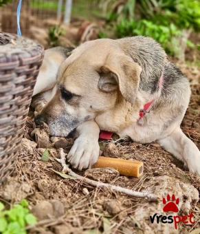 Ράτσα: Άγνωστο - Ημίαιμο | Ηλικία: 5+ | Φύλο: Αρσενικό | Αρ. Microchip: - | Ημίαιμο | Περιοχή: Νέα Σμύρνη, Αττική